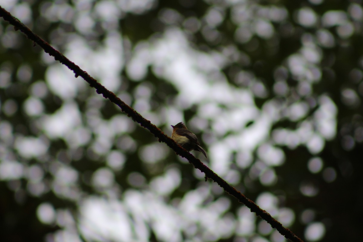 Tufted Flycatcher - ML620708764