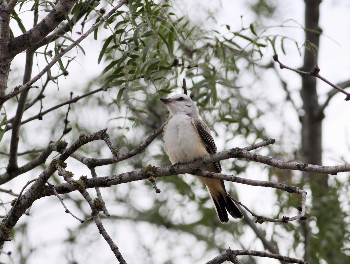 Scissor-tailed Flycatcher - Rhonda Desormeaux