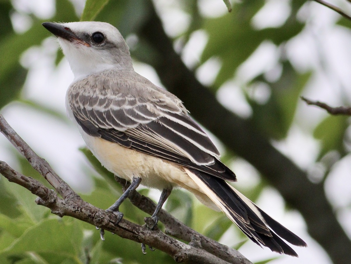 Scissor-tailed Flycatcher - ML620708773