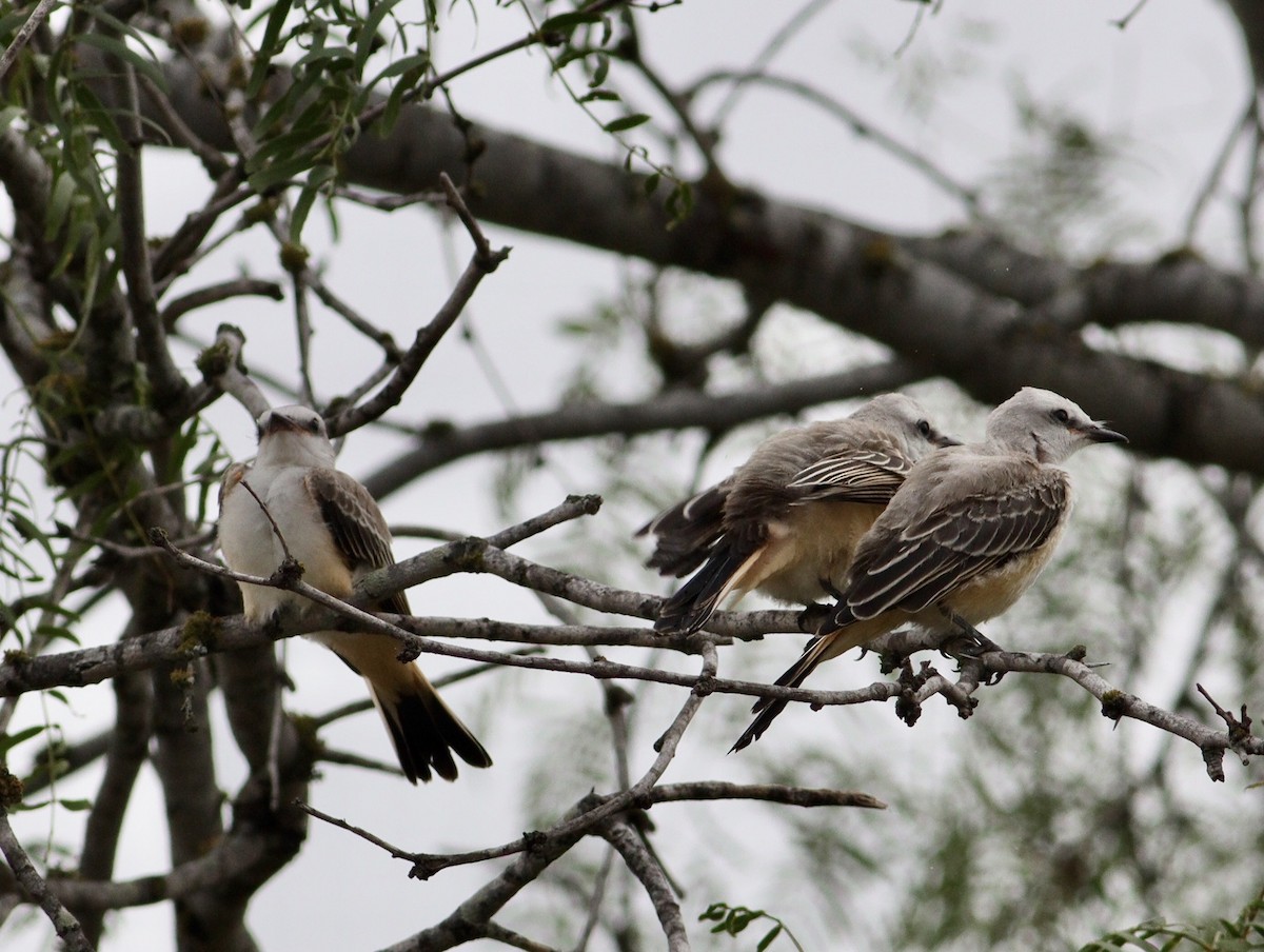 Scissor-tailed Flycatcher - ML620708774