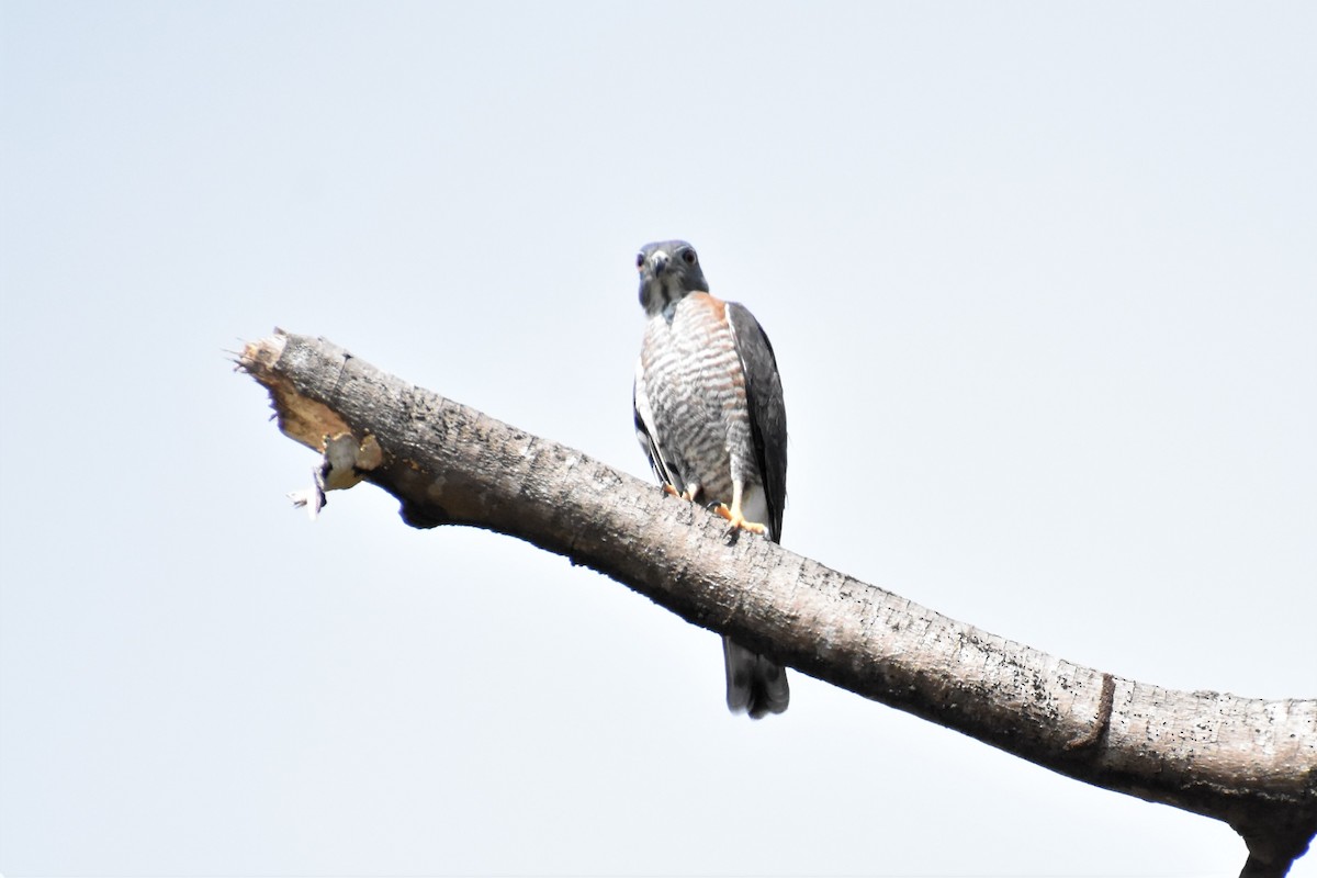 Roadside Hawk - ML620708776