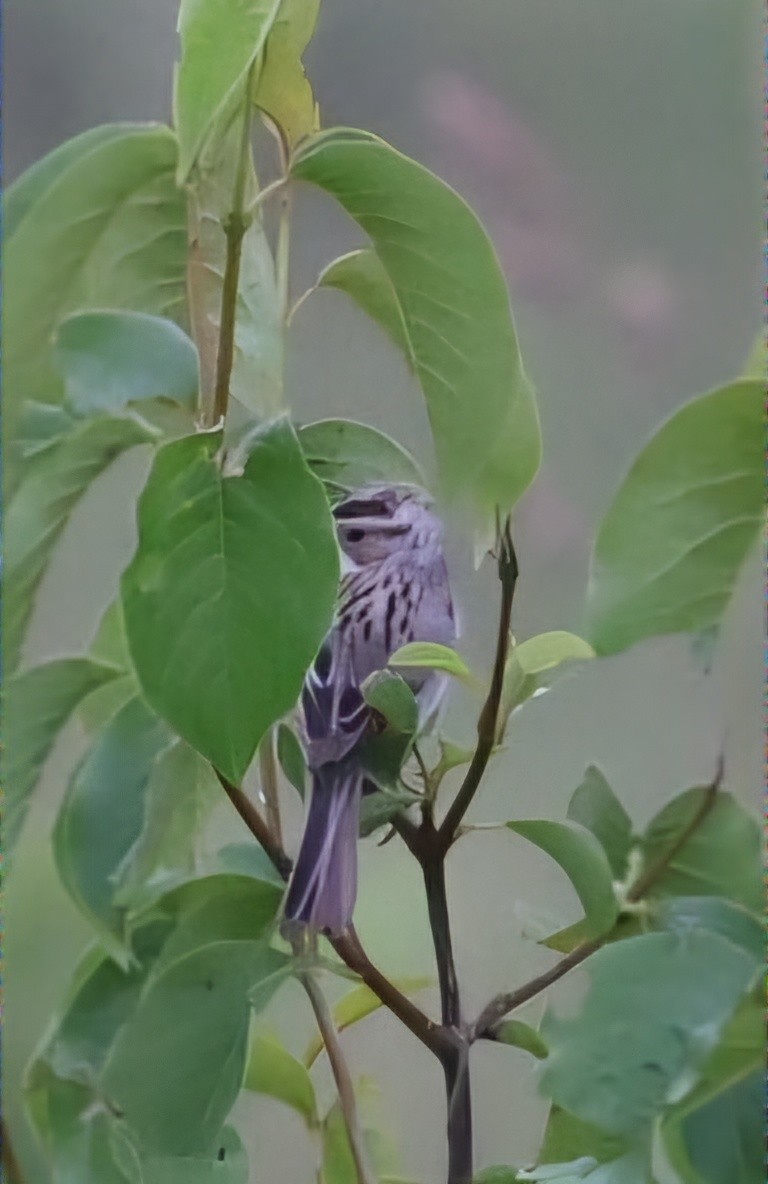 Clay-colored Sparrow - ML620708782