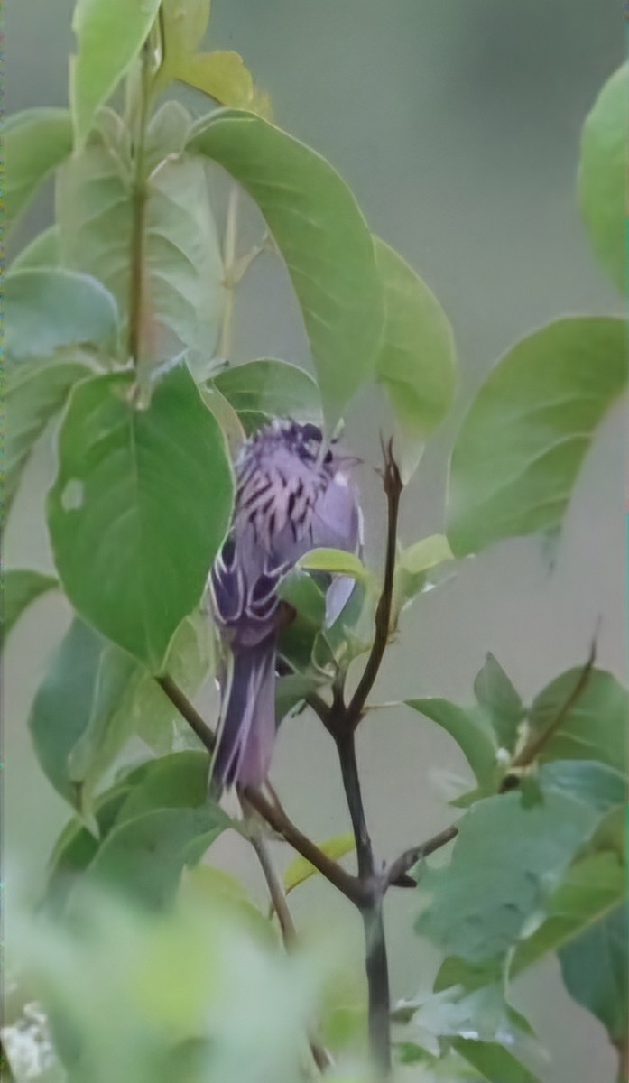 Clay-colored Sparrow - ML620708783