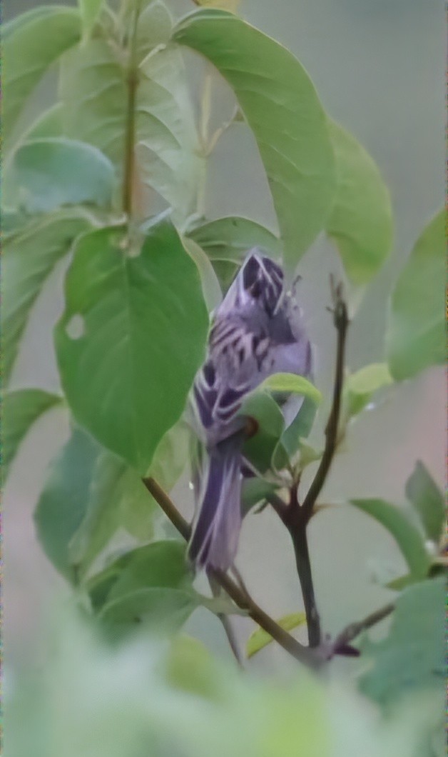 Clay-colored Sparrow - ML620708784