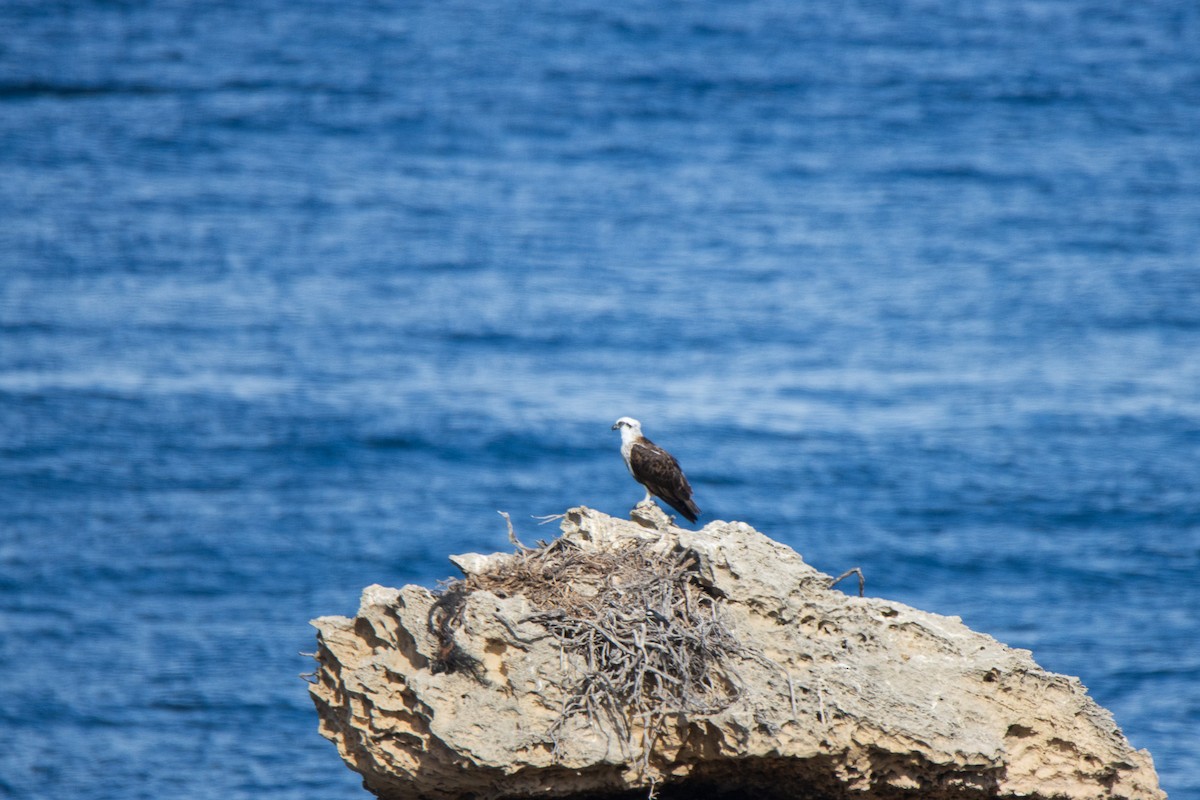 Águila Pescadora - ML620708785