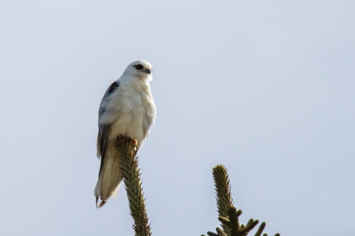 Black-shouldered Kite - ML620708789