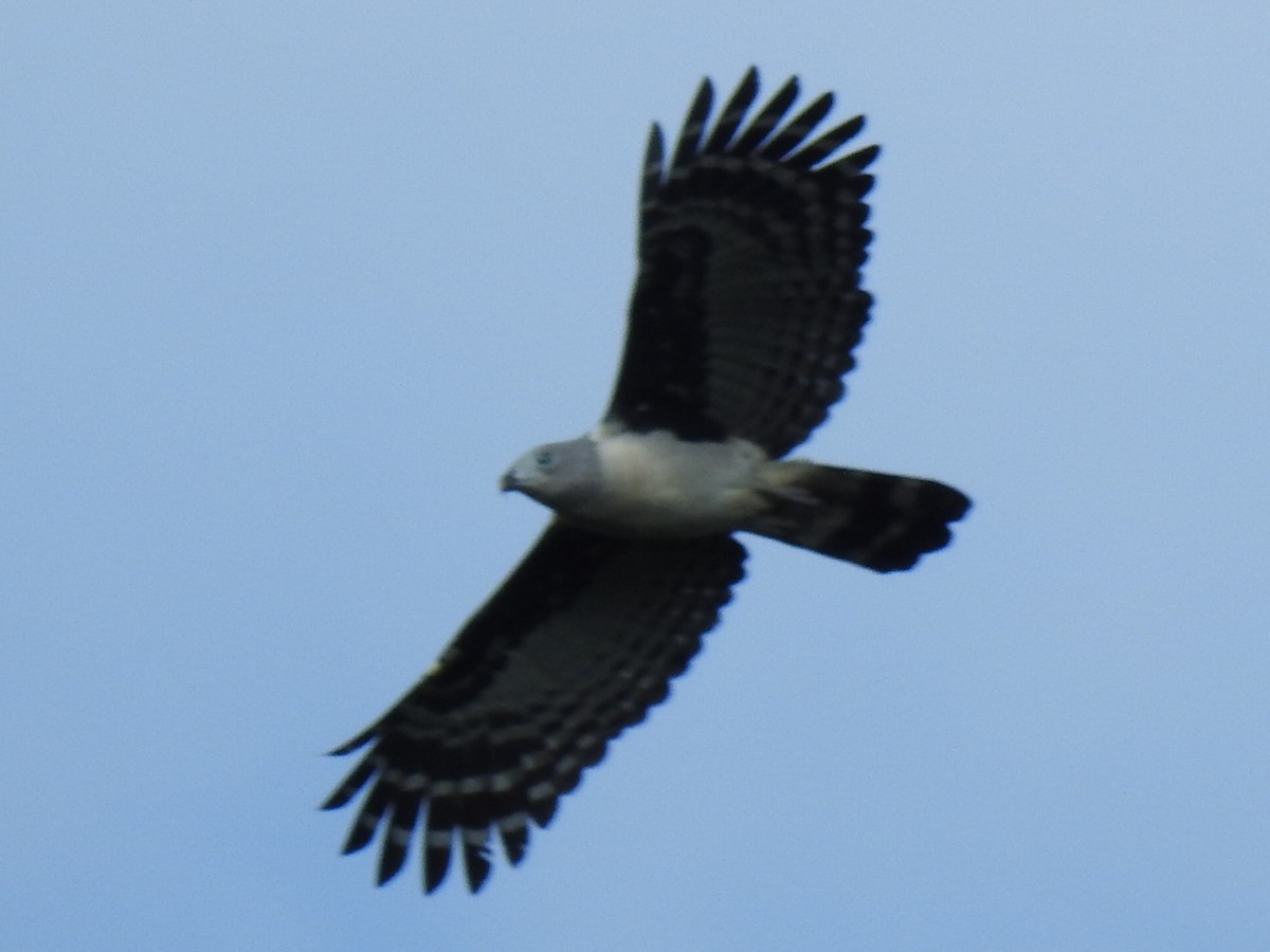 Gray-headed Kite - ML620708796