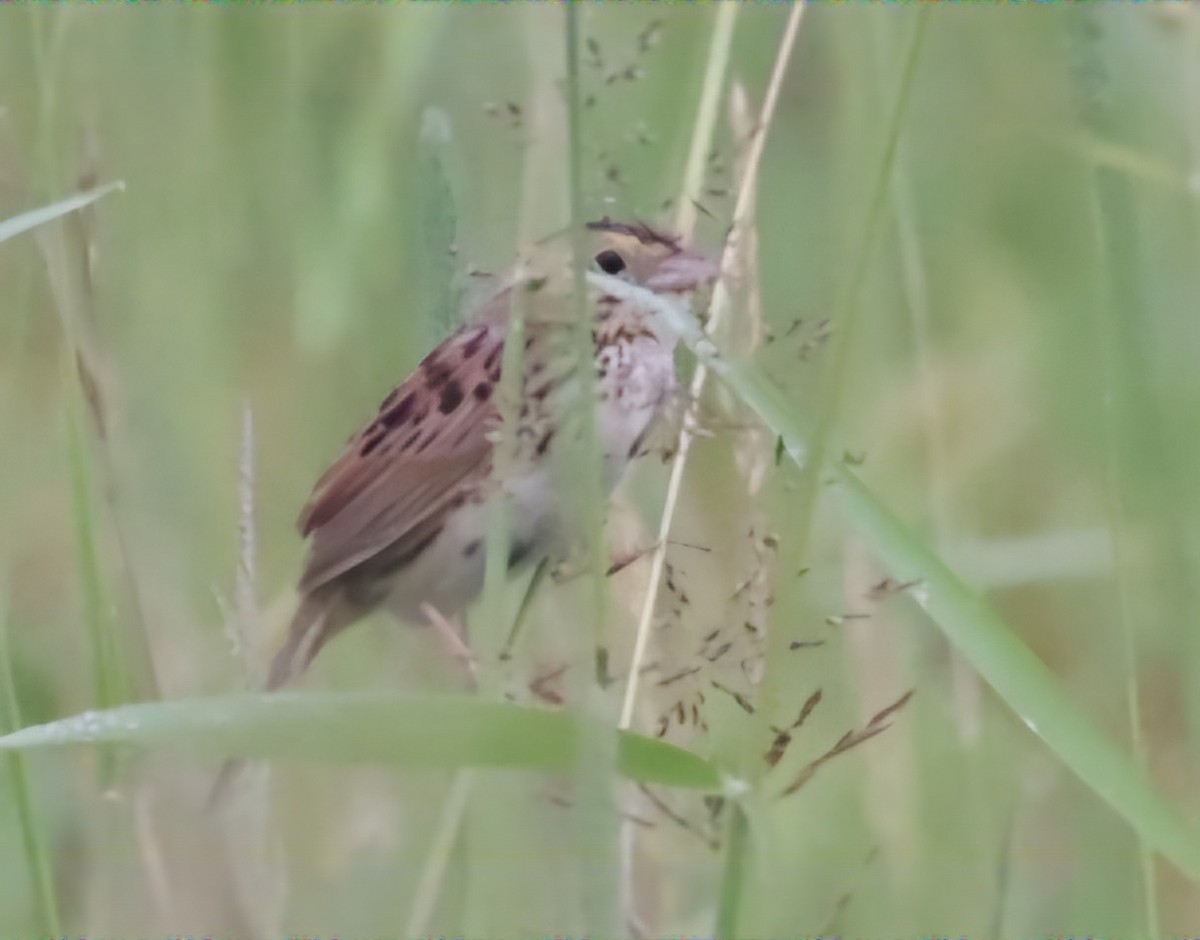 Henslow's Sparrow - ML620708800