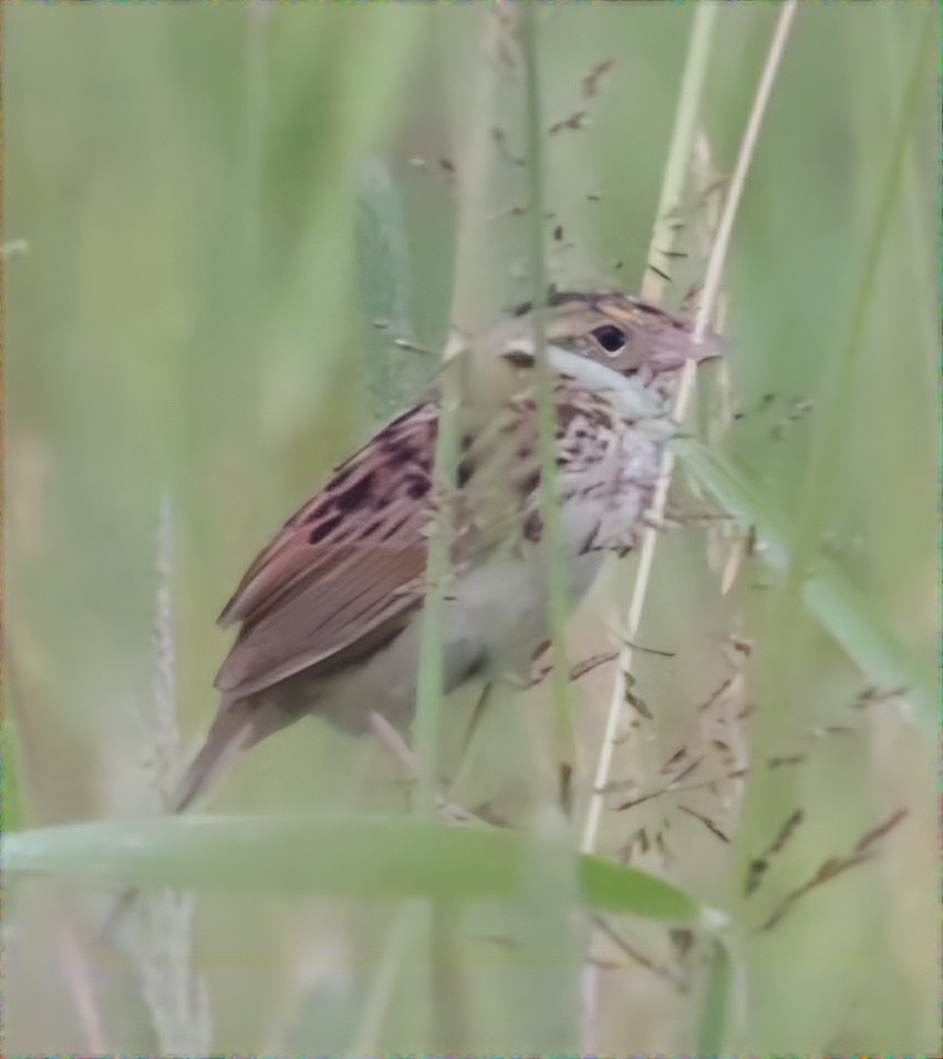 Henslow's Sparrow - ML620708803