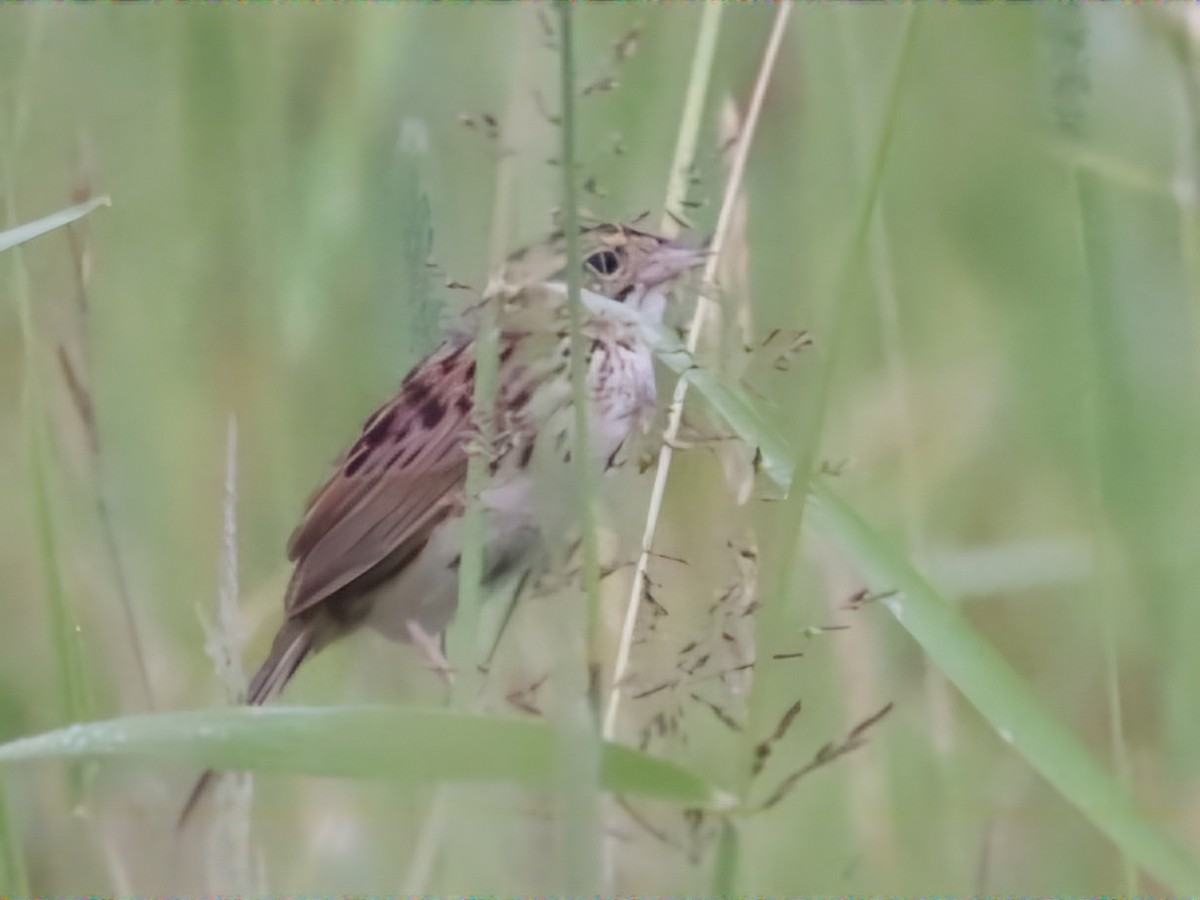 Henslow's Sparrow - ML620708804