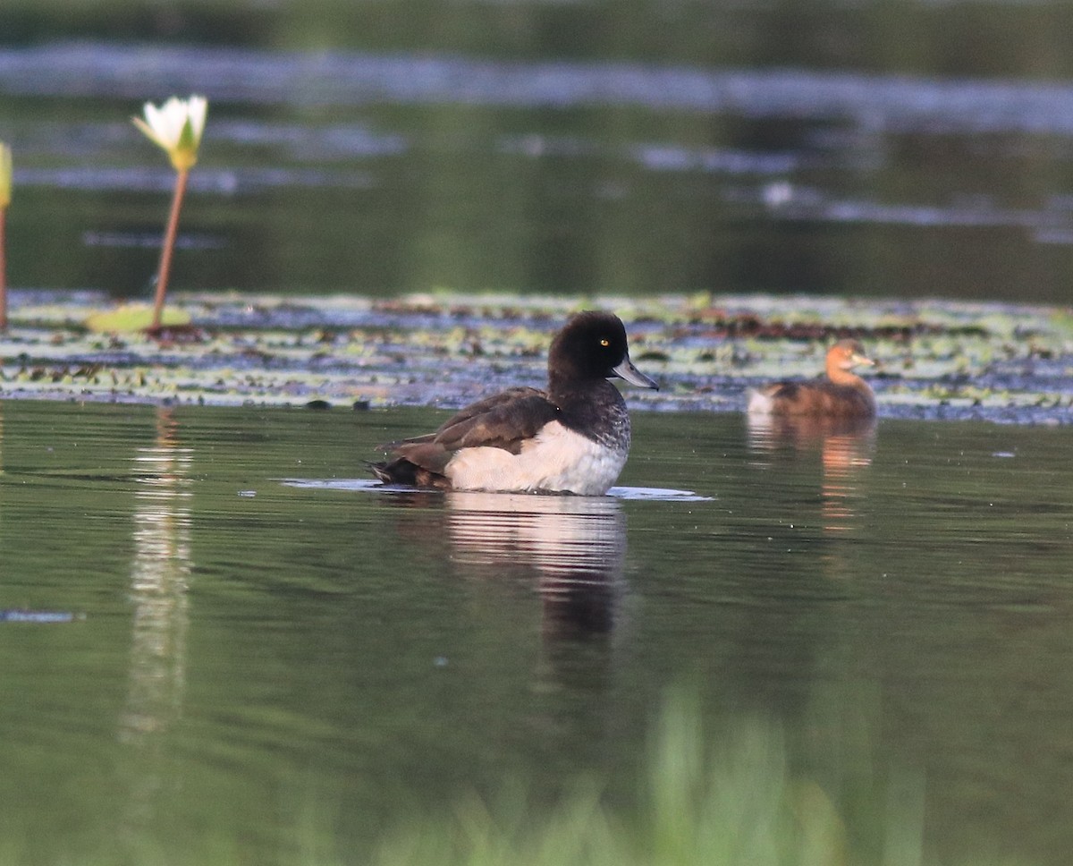 Little Grebe - ML620708810