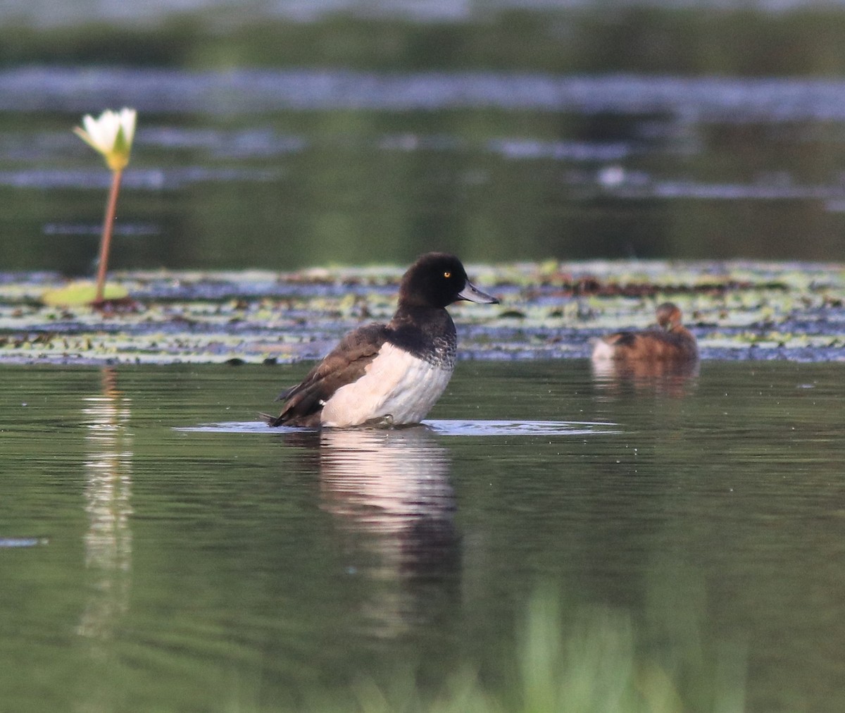 Little Grebe - ML620708813