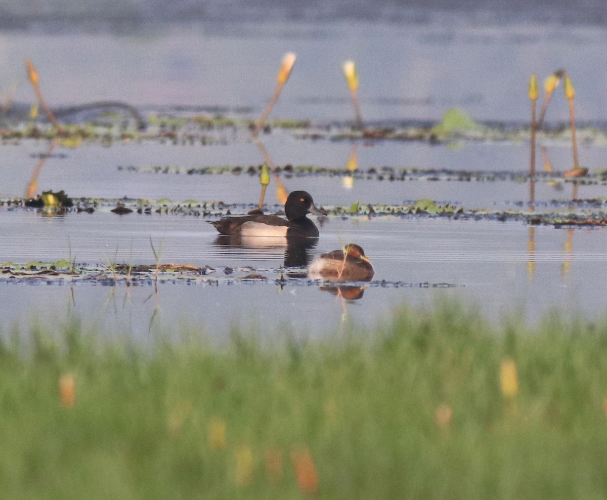 Little Grebe - ML620708814