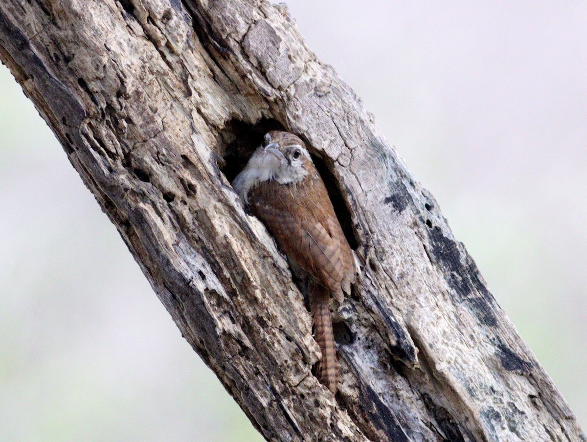 Carolina Wren - ML620708817