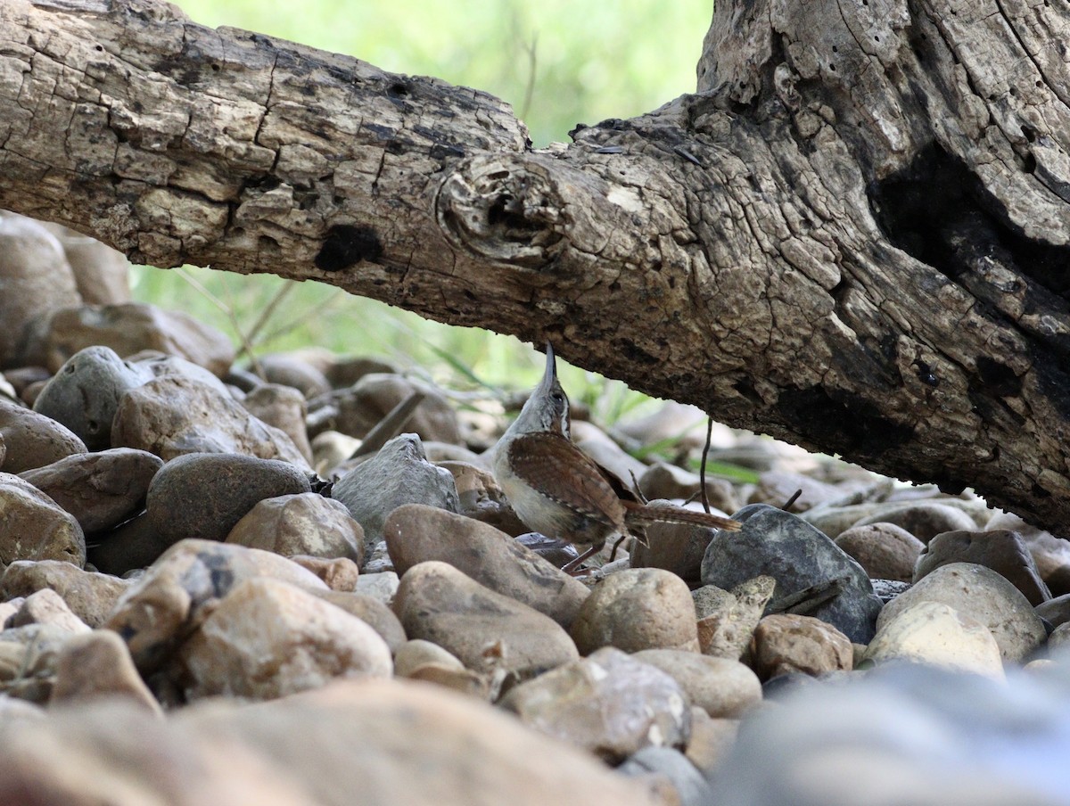 Carolina Wren - ML620708818