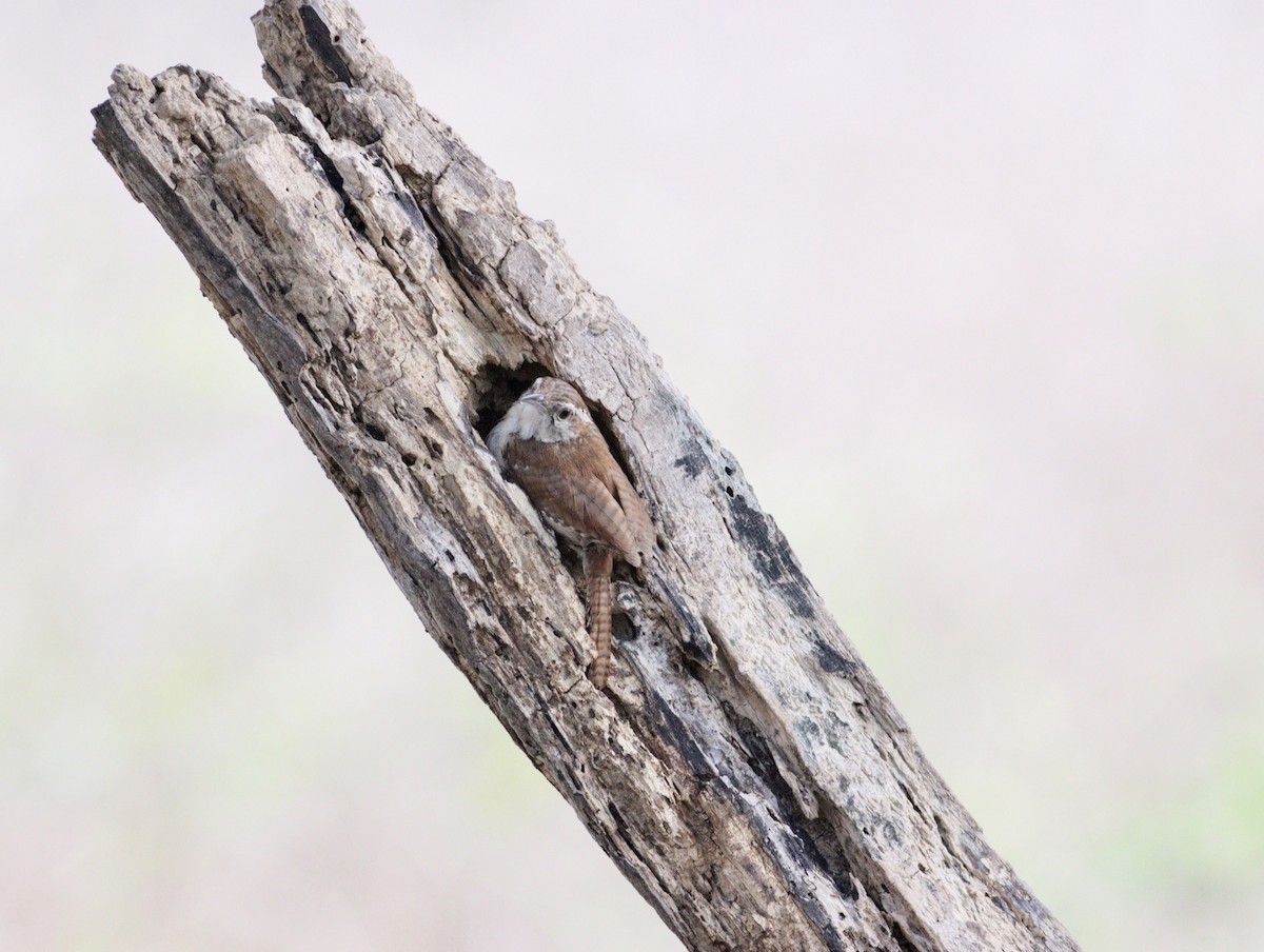 Carolina Wren - ML620708819