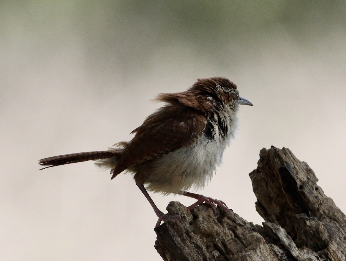 Carolina Wren - ML620708820