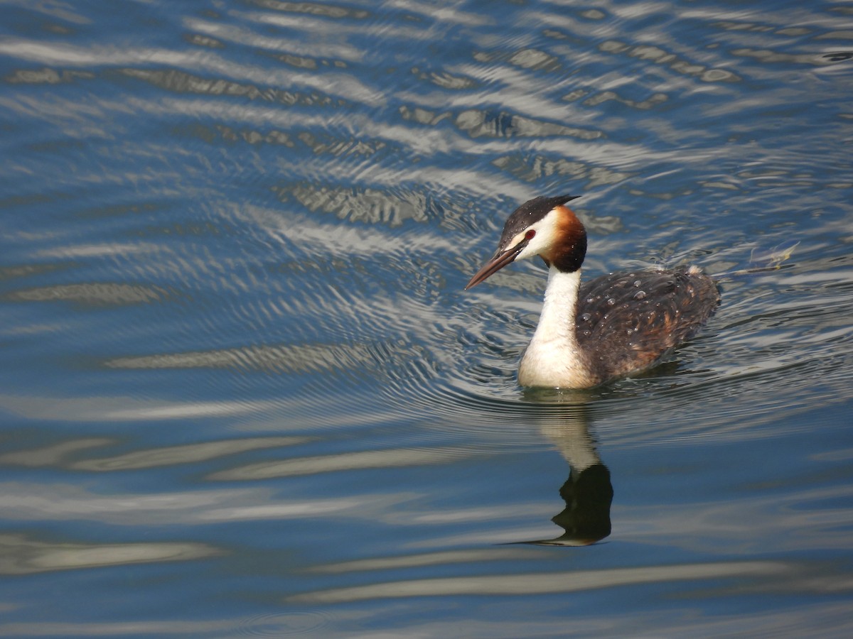 Great Crested Grebe - ML620708821