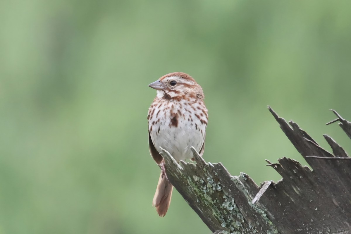 Song Sparrow - ML620708824