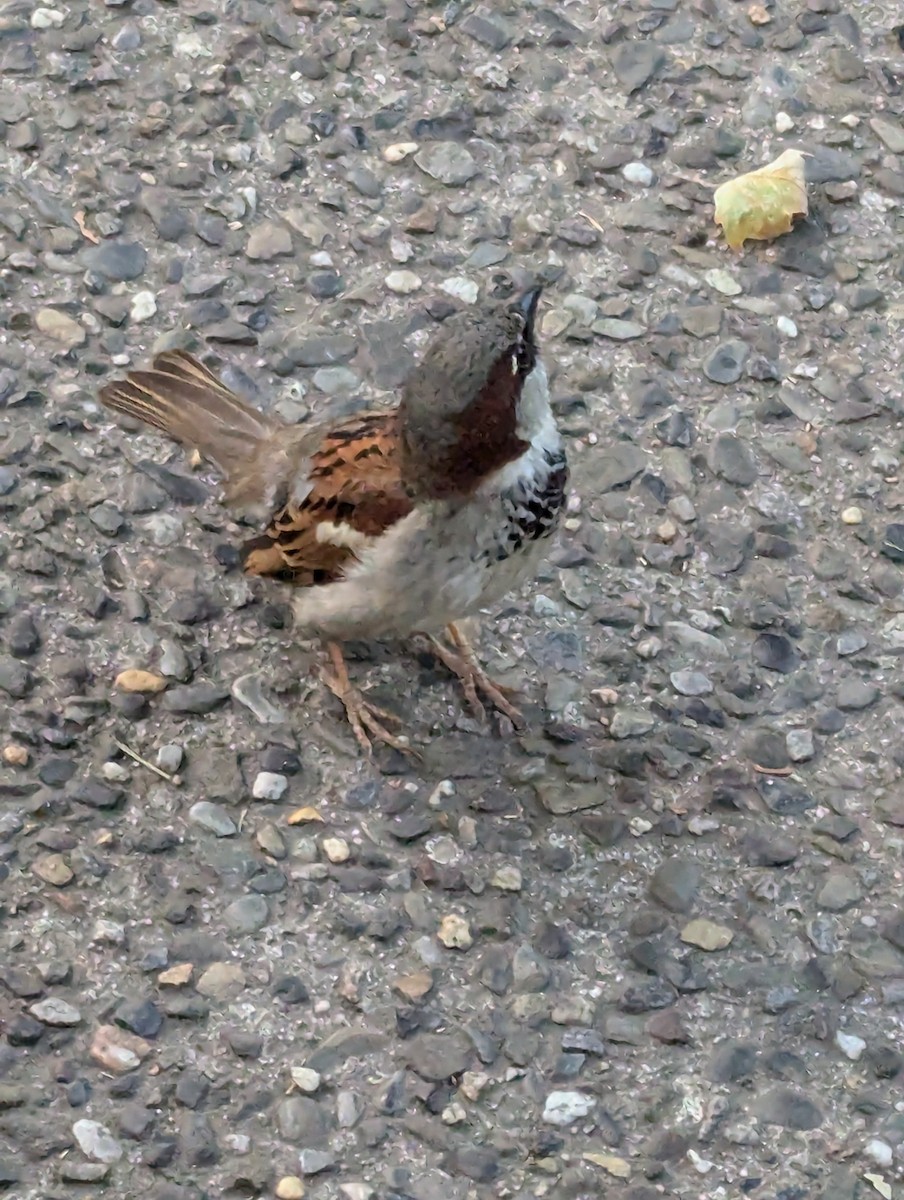 House Sparrow - ML620708829