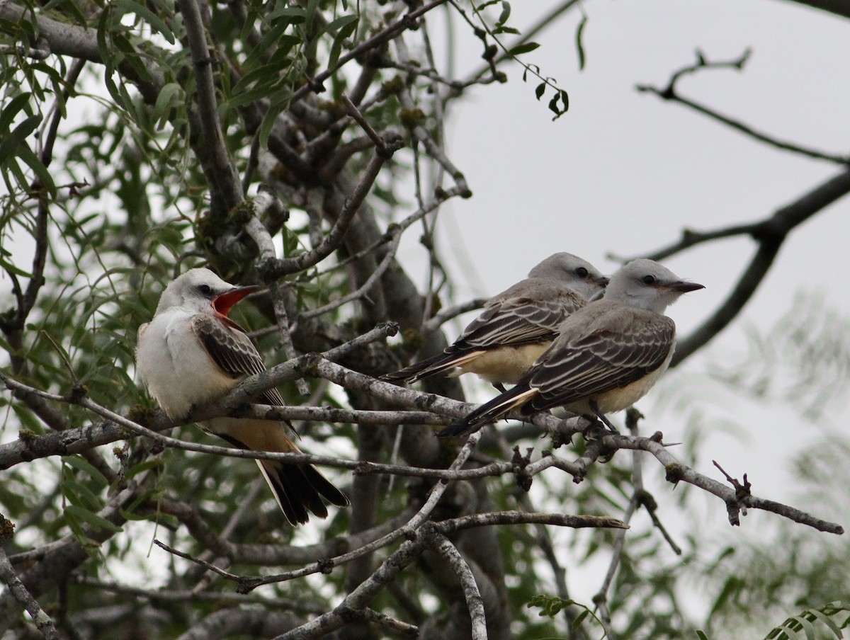 Scissor-tailed Flycatcher - ML620708835