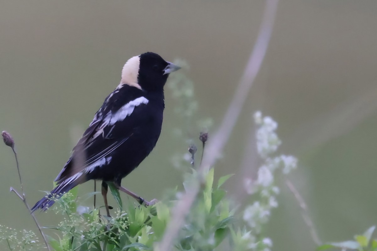 bobolink - ML620708839