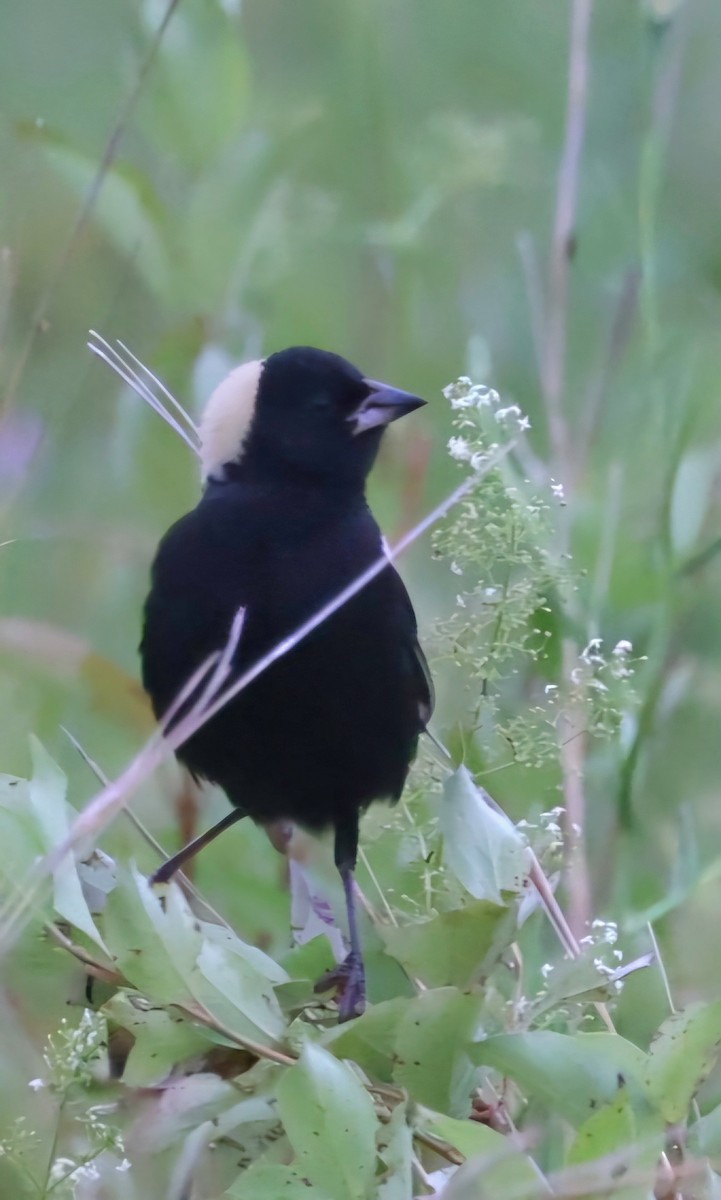 Bobolink - ML620708841