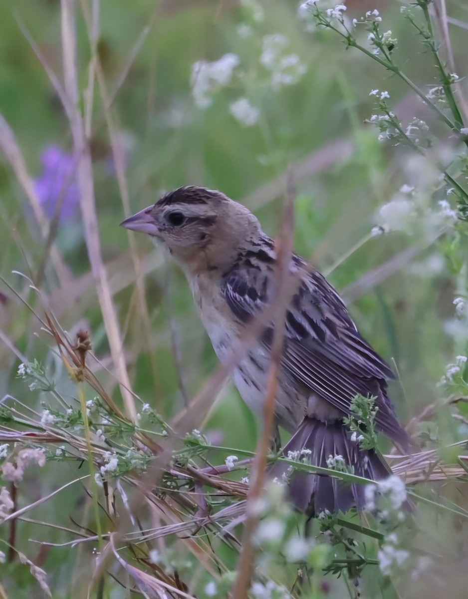 bobolink - ML620708843