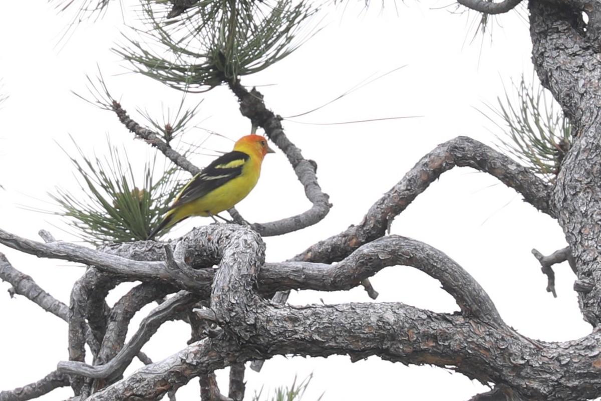 Western Tanager - ML620708844