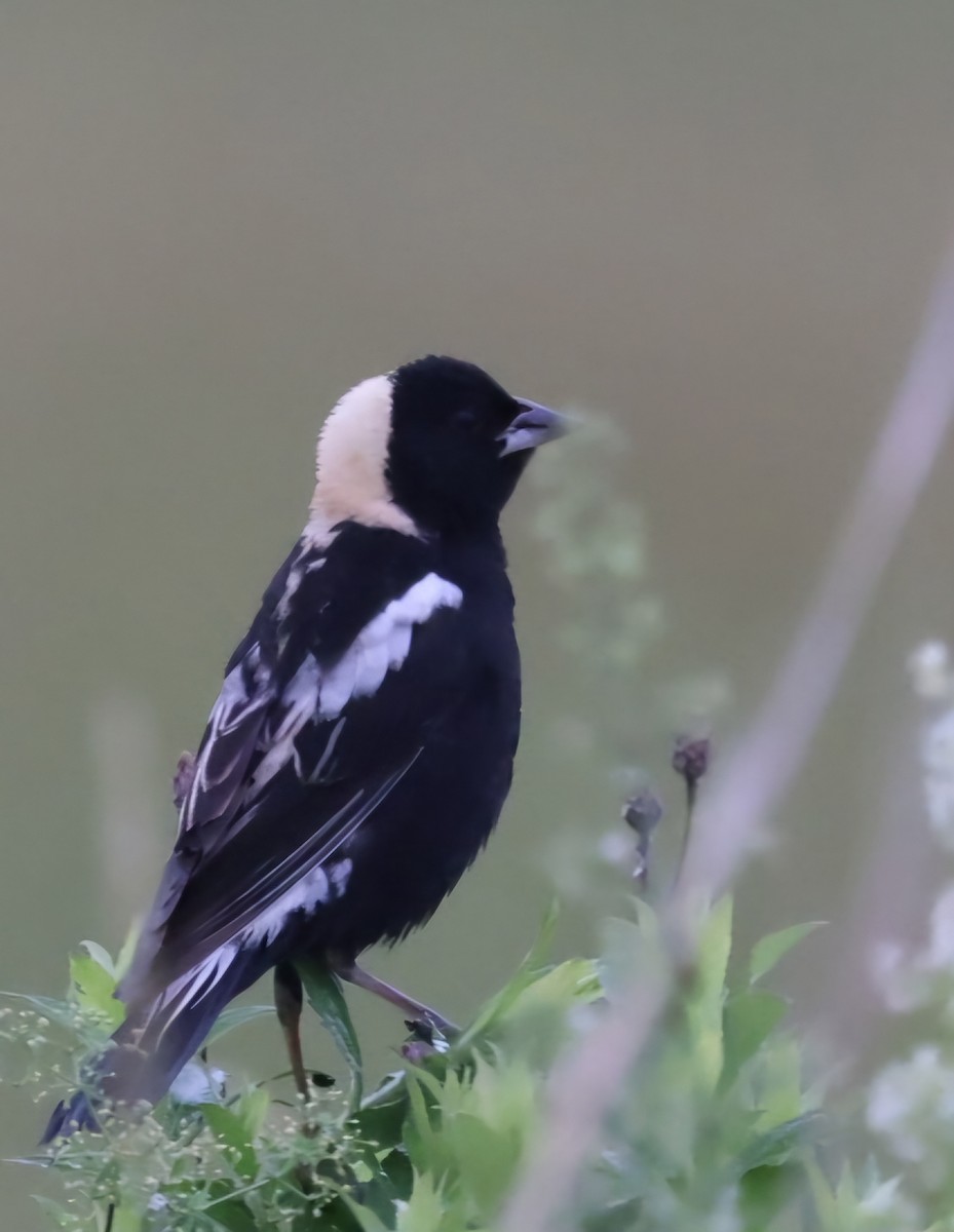 Bobolink - ML620708846