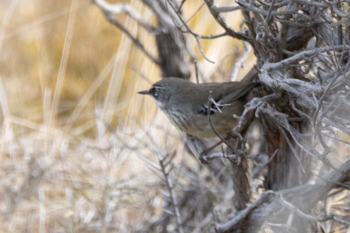 Fleckensericornis - ML620708853