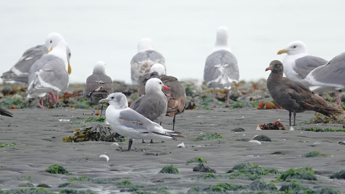 Black-legged Kittiwake - ML620708854