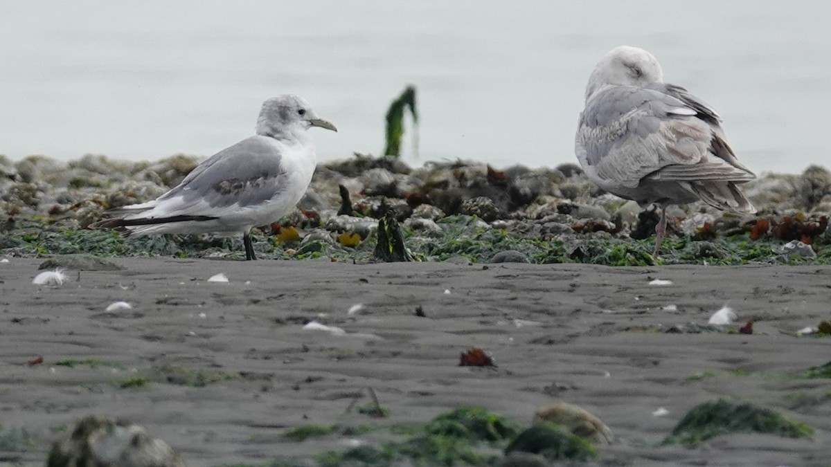 Black-legged Kittiwake - ML620708855