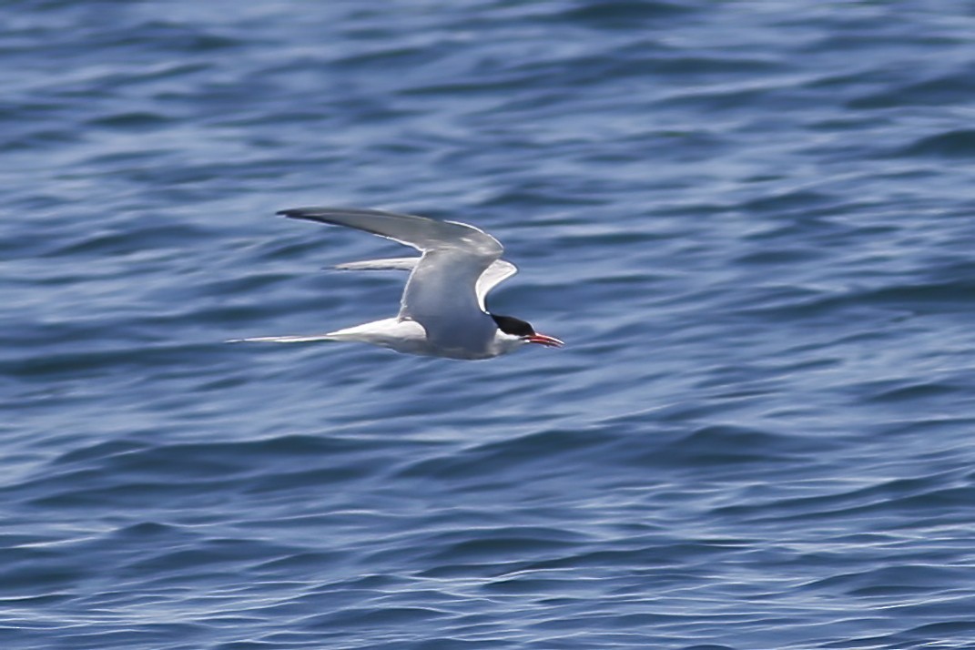 Arctic Tern - ML620708859