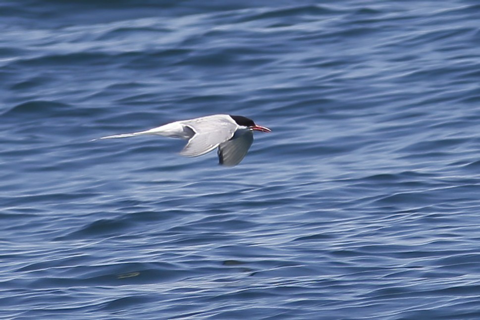 Arctic Tern - ML620708860