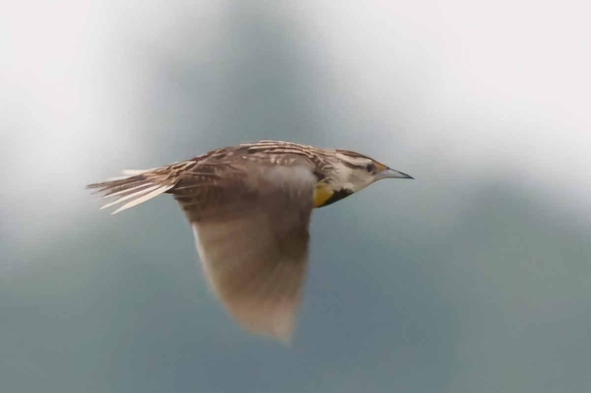 Eastern Meadowlark - David Funke