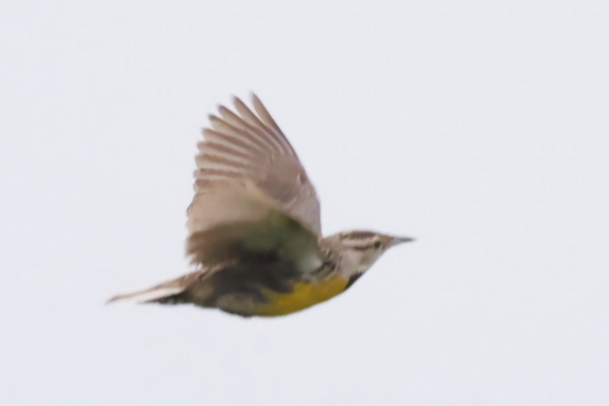 Eastern Meadowlark - ML620708867