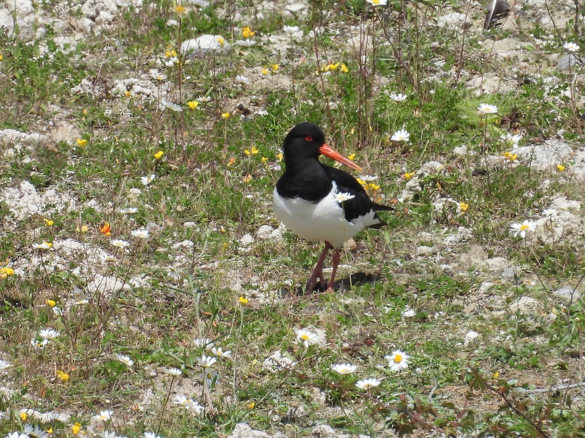 Eurasian Oystercatcher - ML620708868