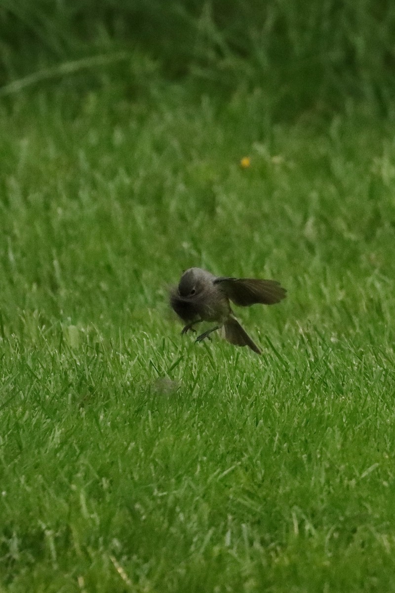 Tufted Titmouse - ML620708869