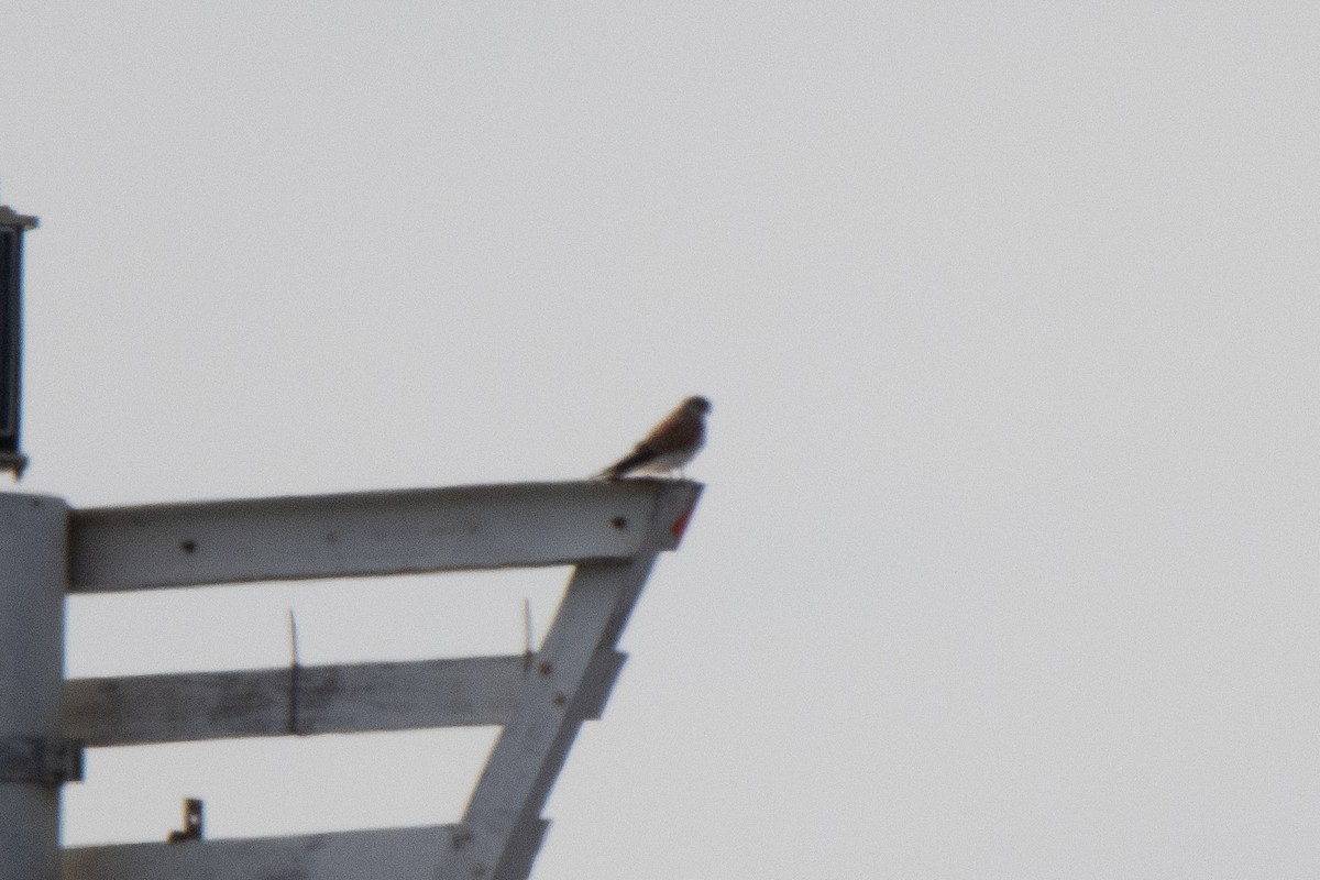 Nankeen Kestrel - ML620708870