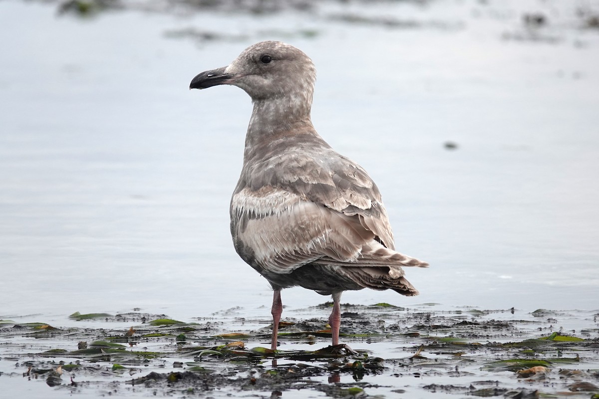 Western x Glaucous-winged Gull (hybrid) - ML620708871