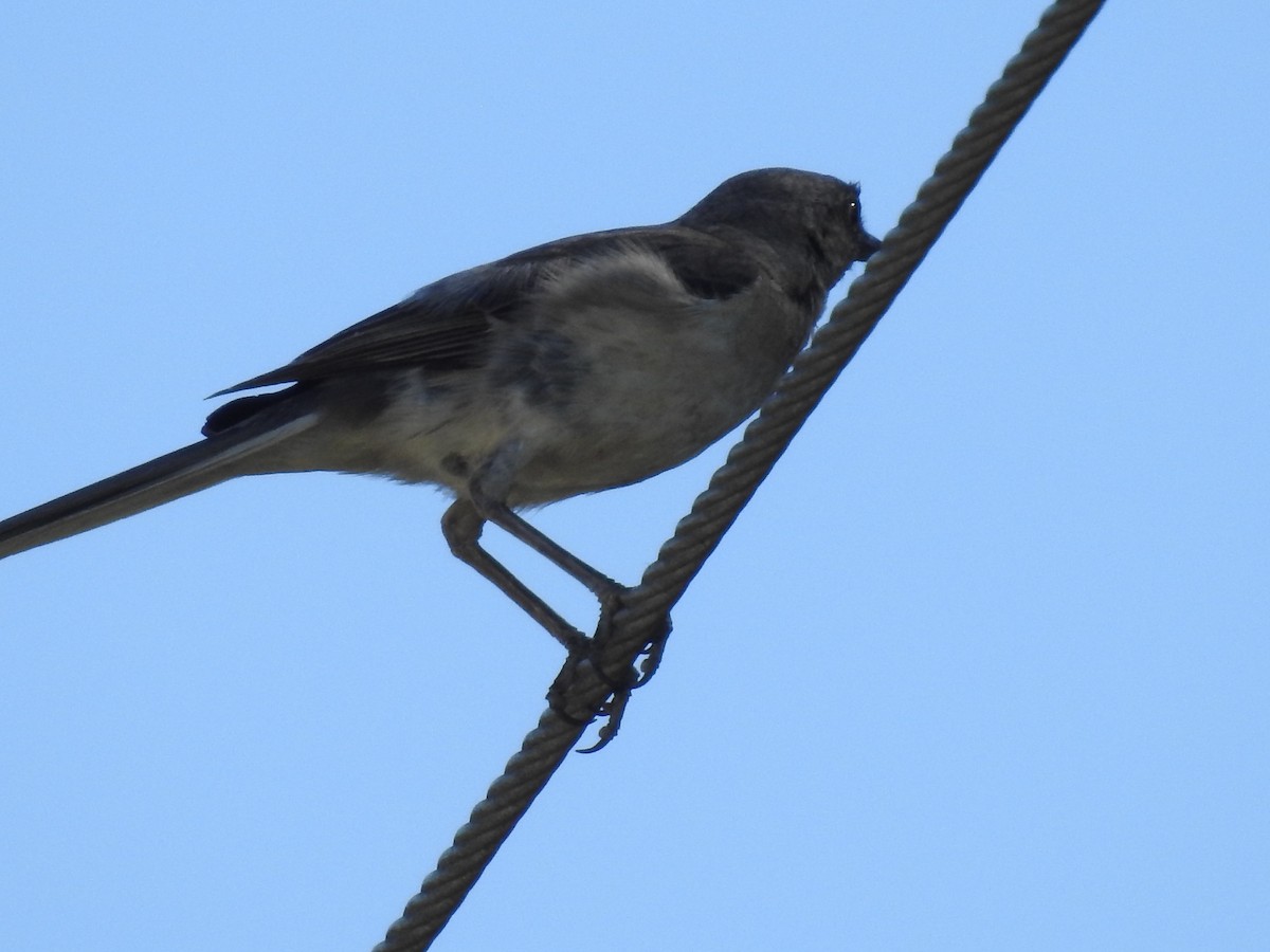 Northern Mockingbird - ML620708875