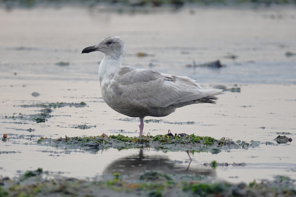 Gaviota de Bering - ML620708876