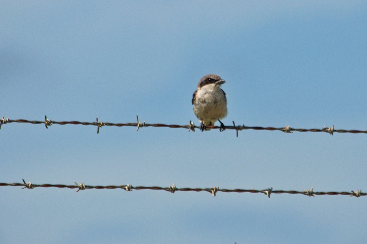 Loggerhead Shrike - ML620708878