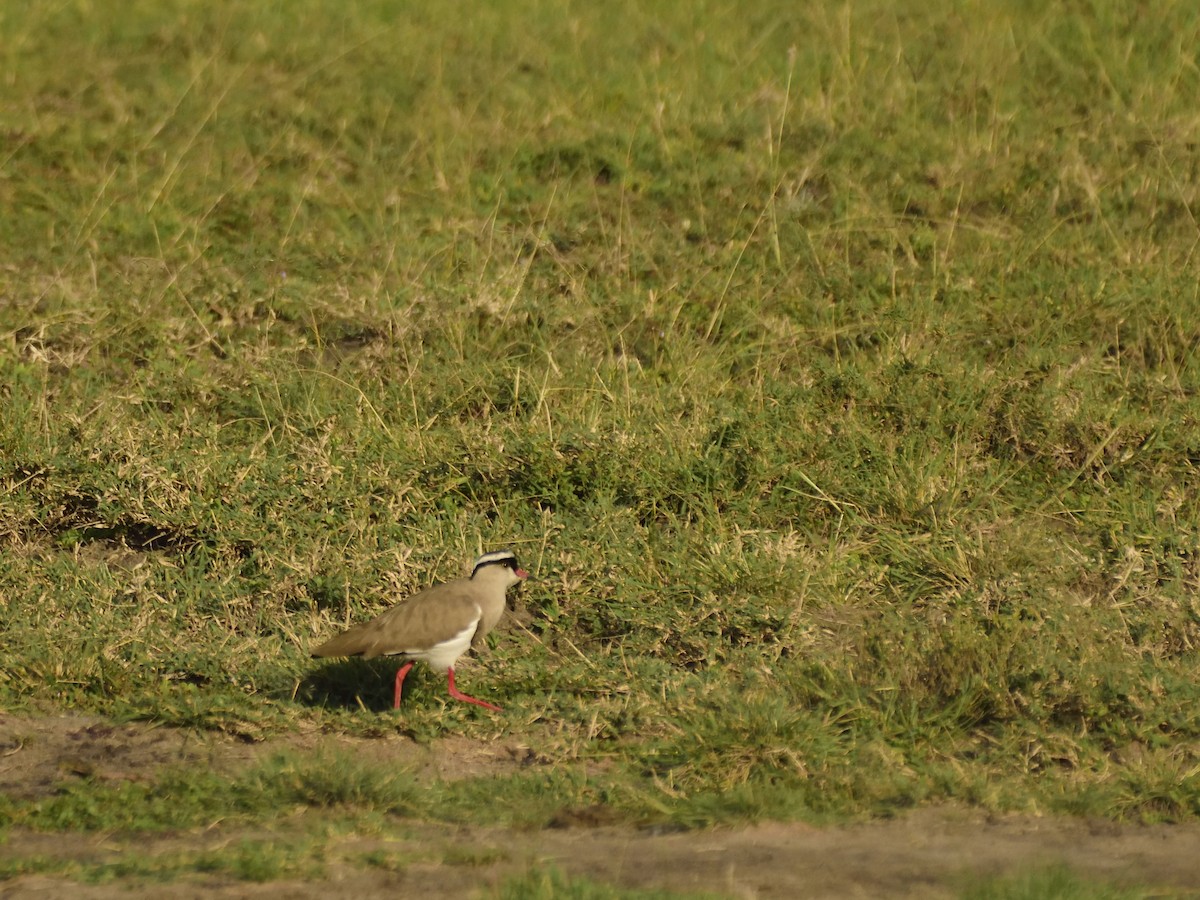 Crowned Lapwing - ML620708880
