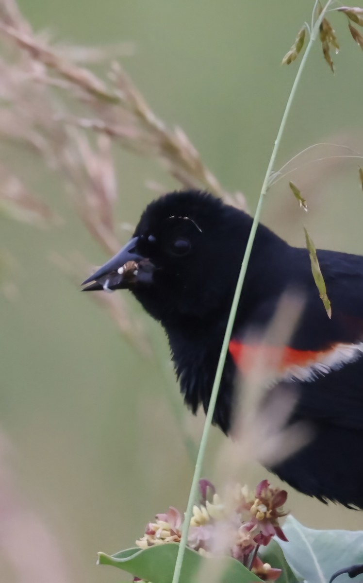 Red-winged Blackbird - ML620708881