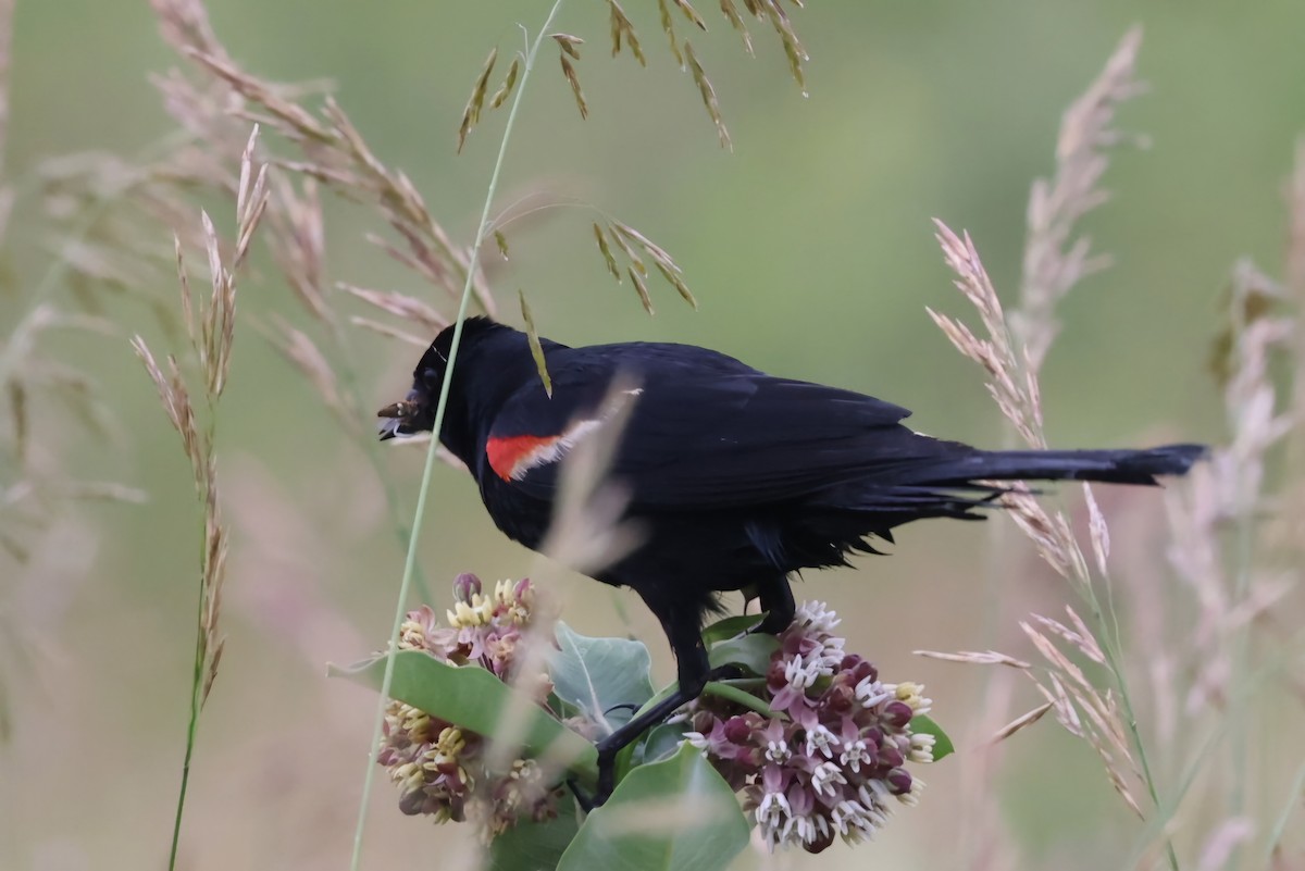 Red-winged Blackbird - ML620708882