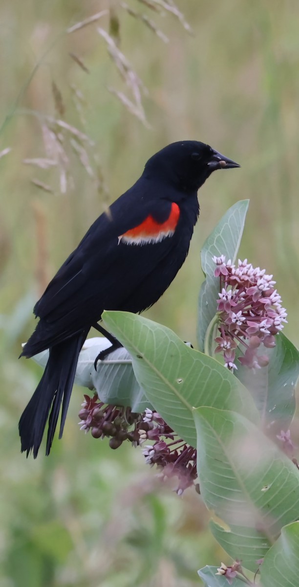 Red-winged Blackbird - ML620708883