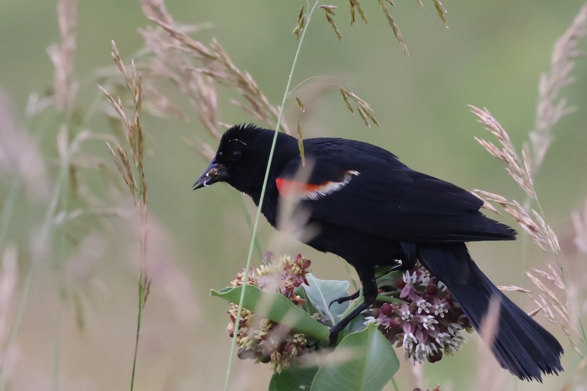 Red-winged Blackbird - ML620708884