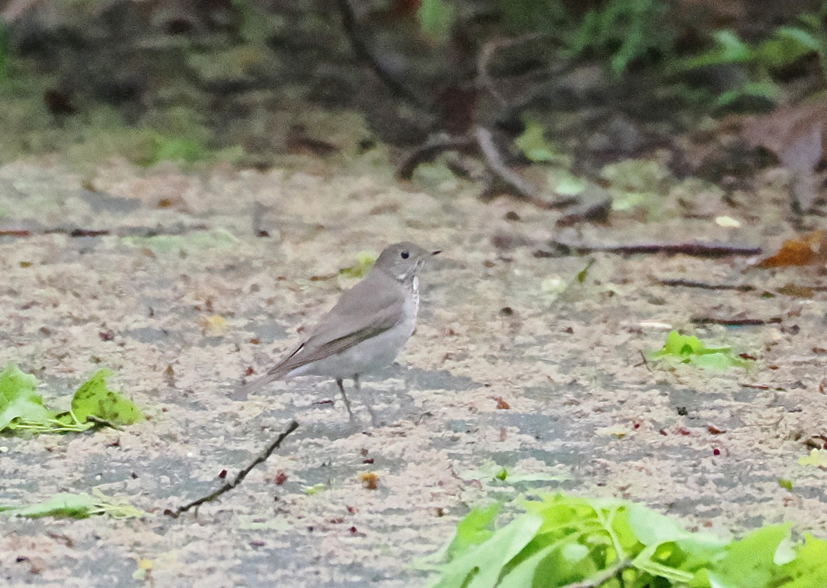 Gray-cheeked Thrush - ML620708886